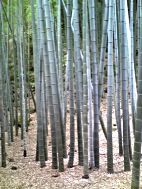 Kamakura Bamboo Garden Macha