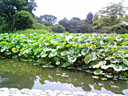 Kamakura Lotus