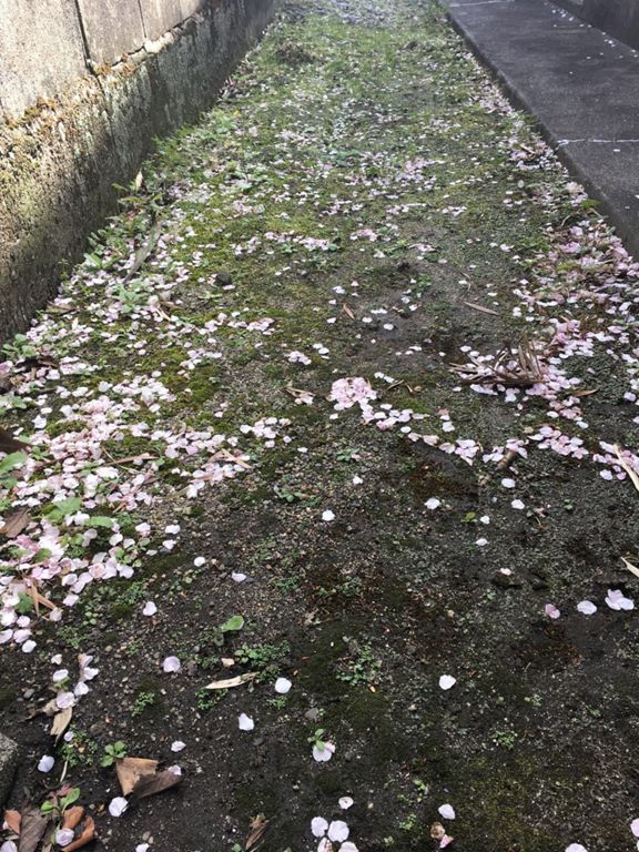 Long time no run (jog?). weather is great for it. Glad I managed to take 30min. at lunch. Neighbour’s sakura already passed blooming I was too late to snap its shot. 