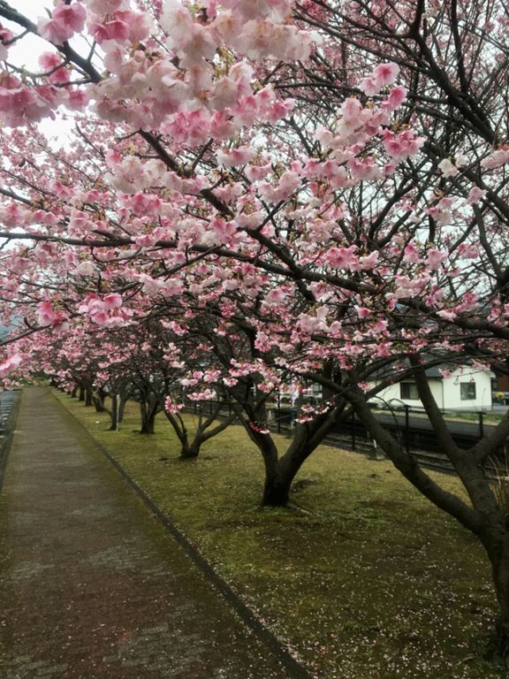Gloomy day but the sakura trees are already blooming here!